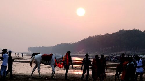 Group of horses on beach at sunset