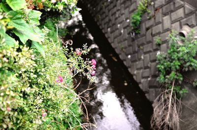 Plants growing on a tree