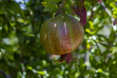 Close-up of fruit growing on tree