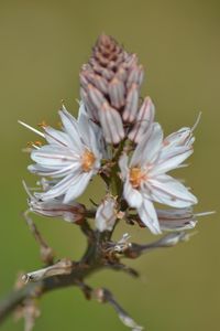 Close-up of white flower