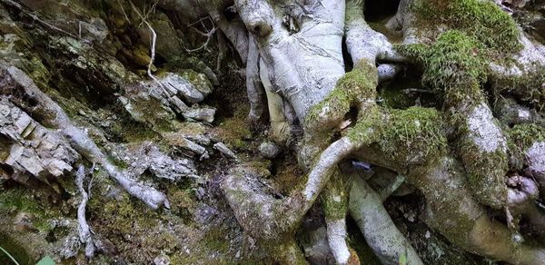 Close-up of tree trunk