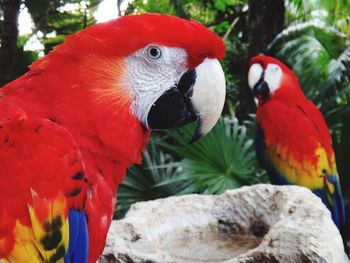 Close-up of parrot perching on branch