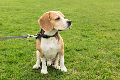 Close-up of dog sitting on field