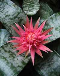 Close-up of red flower