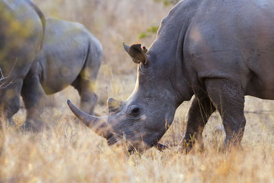 White rhinoceros standing on field