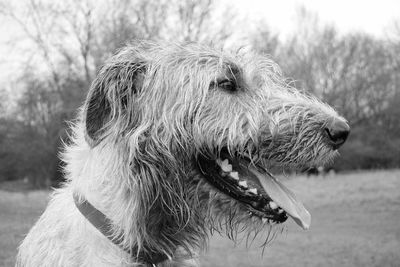 Close-up of dog outdoors