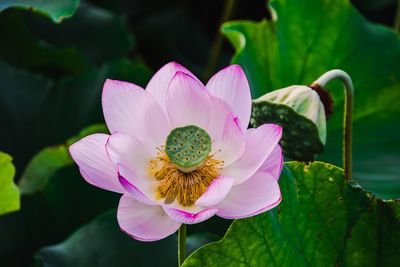 Close-up of pink lotus water lily