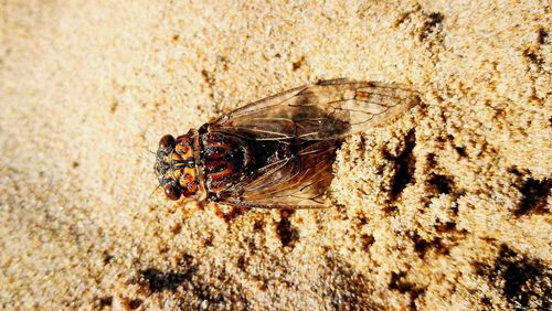 Close-up of insect