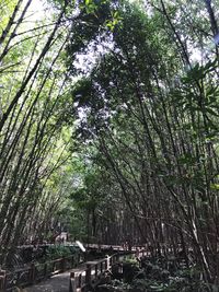 Trees growing in forest