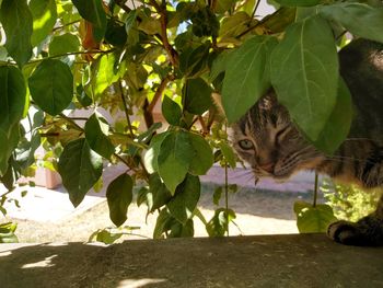 Close-up of a cat on leaves