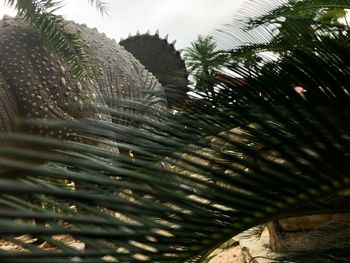 Close-up of palm tree trunk