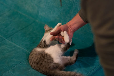 Cropped image of man touching cat