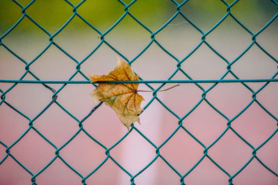 Close-up of yellow maple leaves on chainlink fence