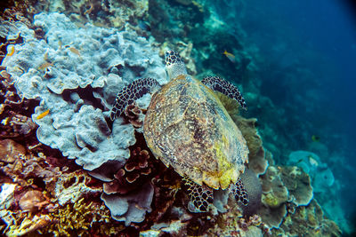 Close-up of turtle swimming in sea