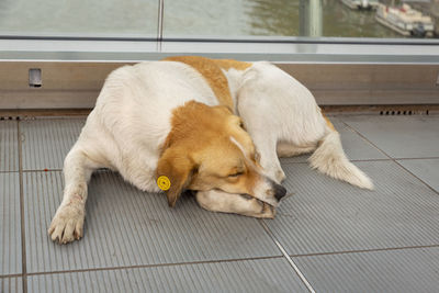 Dog sleeping on floor
