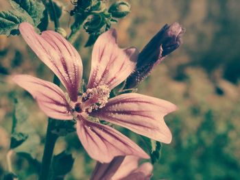 Close-up of flowering plant