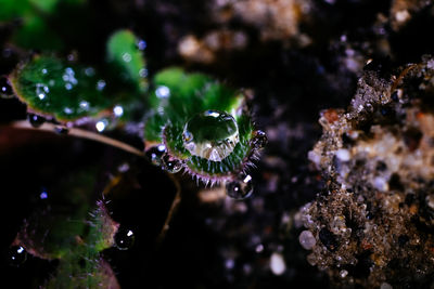 Close-up of water droplets on plant