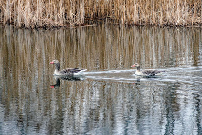 Swans swimming on lake