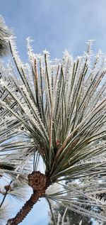 Close-up of pine tree during winter