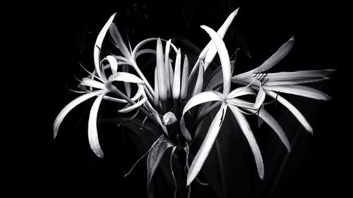 Close-up of flower over black background