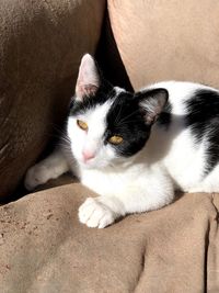 Portrait of cat resting on sofa