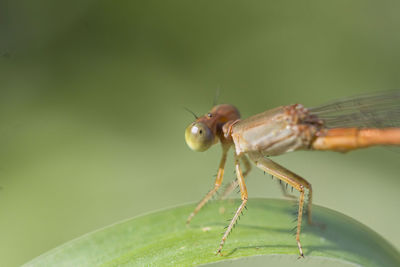 Close-up of insect on leaf