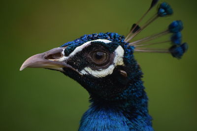 Close-up of peacock