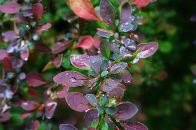 Close-up of raindrops on plant leaves