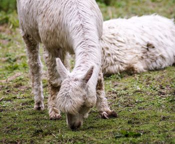 Sheep grazing in a field