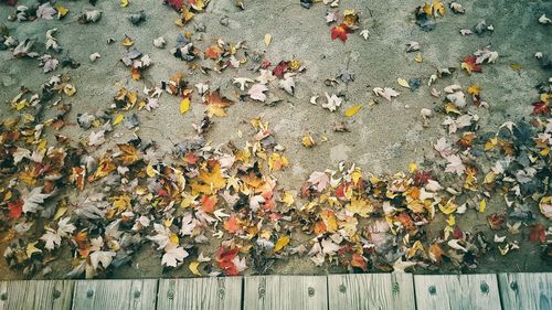 High angle view of autumn leaves fallen on ground