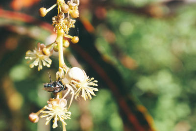 Close-up of insect on flowering plant