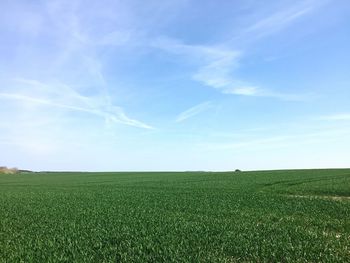 Scenic view of field against clear sky