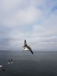 Seagull flying over sea against sky