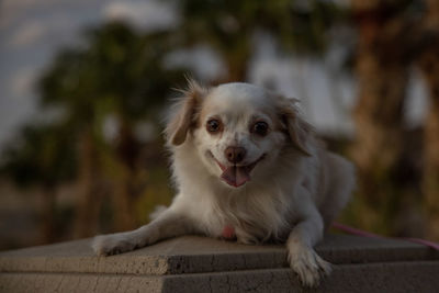 Portrait of dog sitting on wood