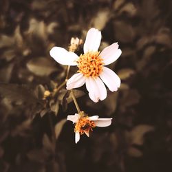 Close-up of white flowering plant