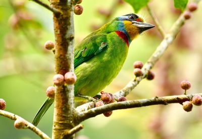 Close-up of bird perching on branch