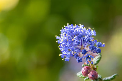 Close up of flowers on a california lilac plant