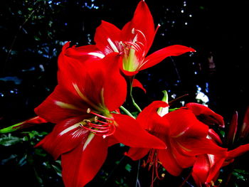 Close-up of red rose flowers