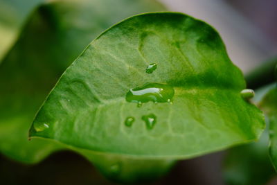 Close-up of raindrops on leaf