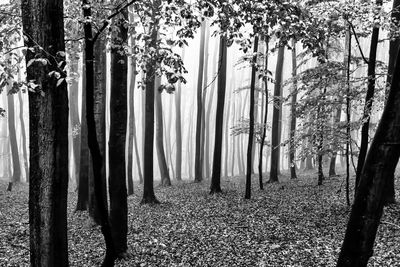 Close-up of bamboo trees in forest