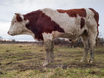 Cow standing in a field