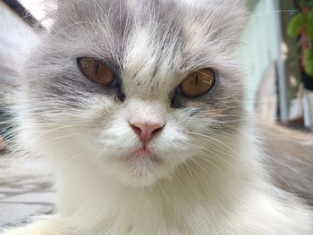 Close-up portrait of a cat