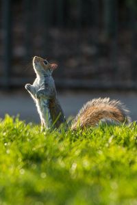 Close-up of a squirrel