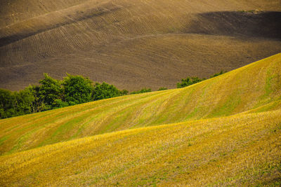 High angle view of agricultural field