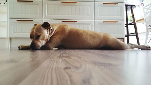 Dog relaxing on hardwood floor