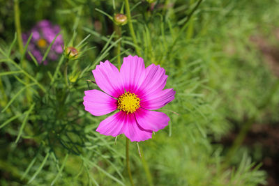 Close-up of pink flower