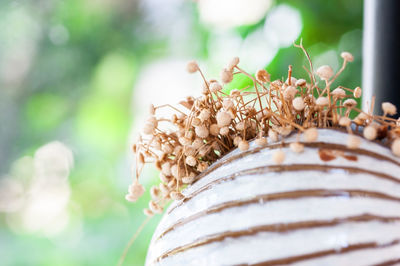 Close-up of dead plant against blurred background