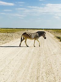 Zebra crossing road during the day 