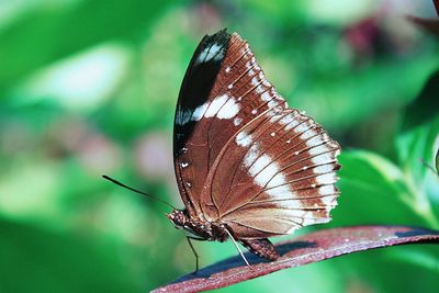 Close-up of butterfly on flower