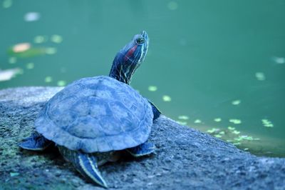 Close-up of turtle swimming in lake